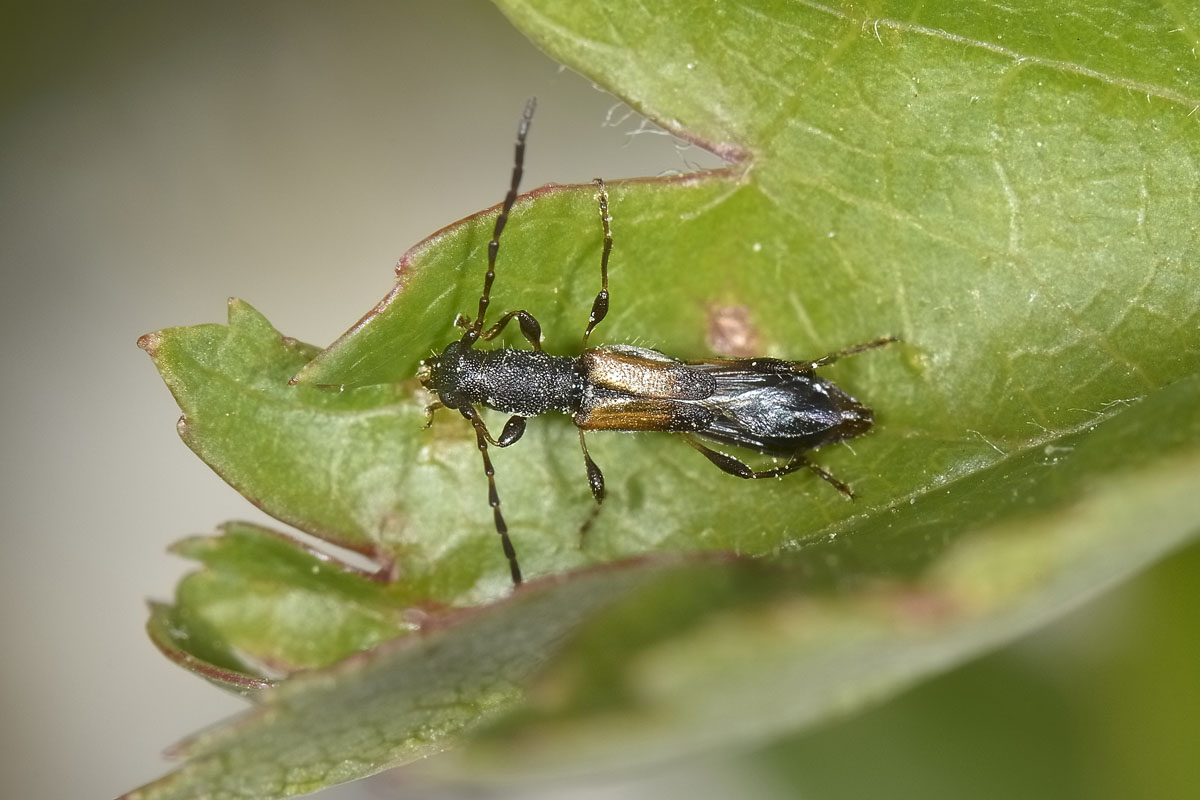Molorchus sp.? Brachypteroma ottomanum, Cerambycidae